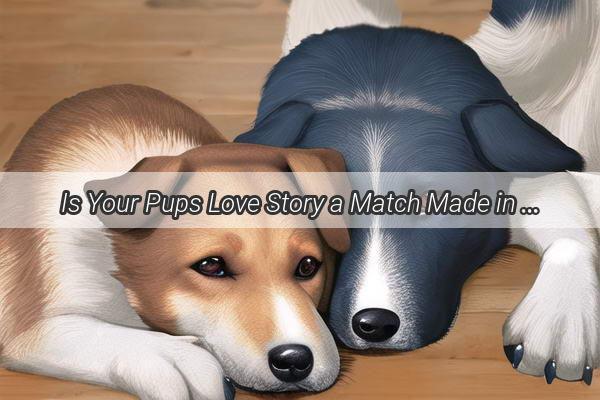 Is Your Pups Love Story a Match Made in Heaven Discover the Secrets to a Successful Doggy coupling